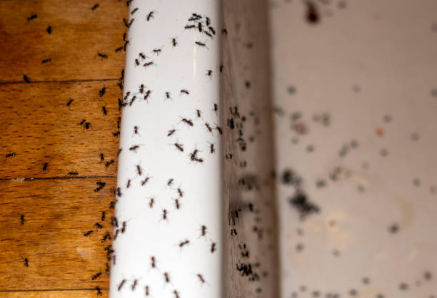 Pest Control Cost in Portland, TX